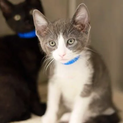 Simon