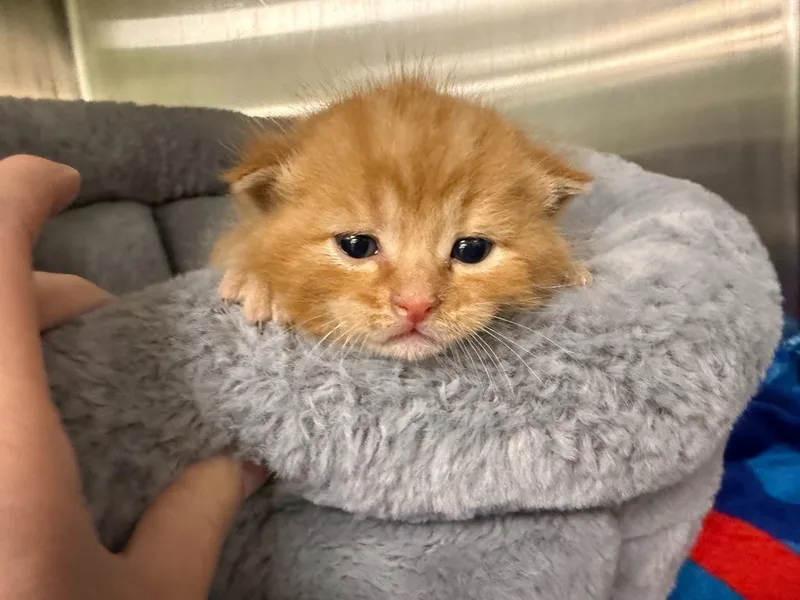A baby medium-sized male Tabby cat named Timmy for adoption in La Porte, IN