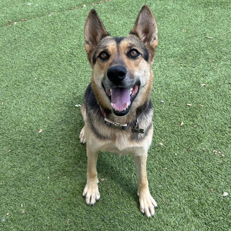 An adult medium-sized female Brown / Chocolate Shepherd dog named Zulu for adoption in Flagstaff, AZ