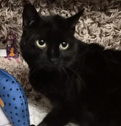 A senior medium-sized female Domestic Short Hair cat named Violet for adoption in Conway, SC