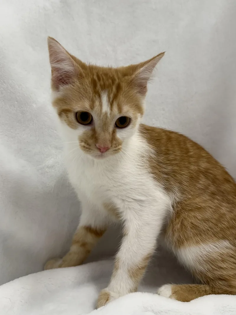 A baby medium-sized male Orange & White Domestic Short Hair cat named Crosby for adoption in Greensboro, NC