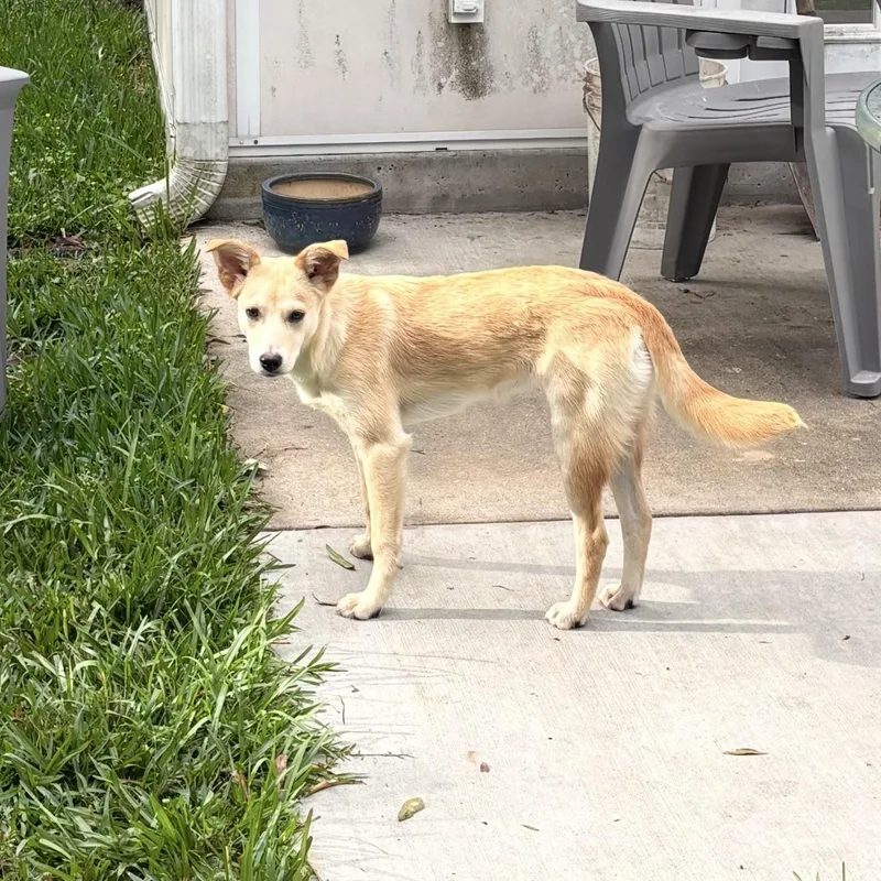 Daisy