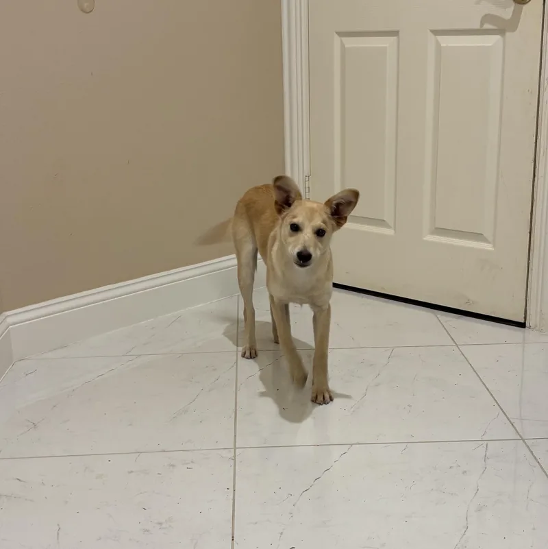 Daisy thumbnail 5