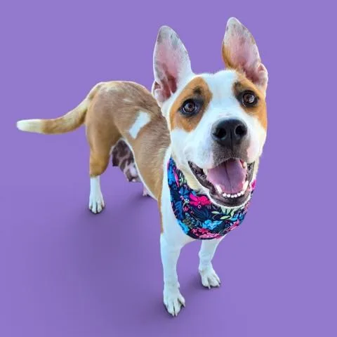 An adult medium-sized female Terrier dog named Mother Gooseberry for adoption in Bakersfield, CA
