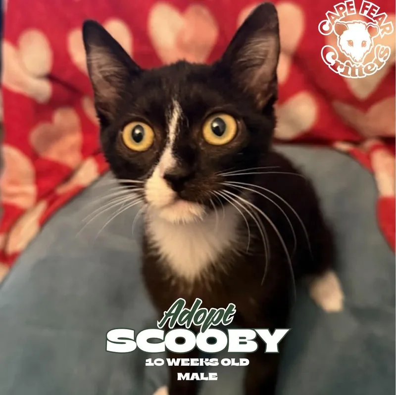 A baby small-sized male Black & White / Tuxedo Domestic Short Hair cat named Scooby for adoption in Wilmington, NC