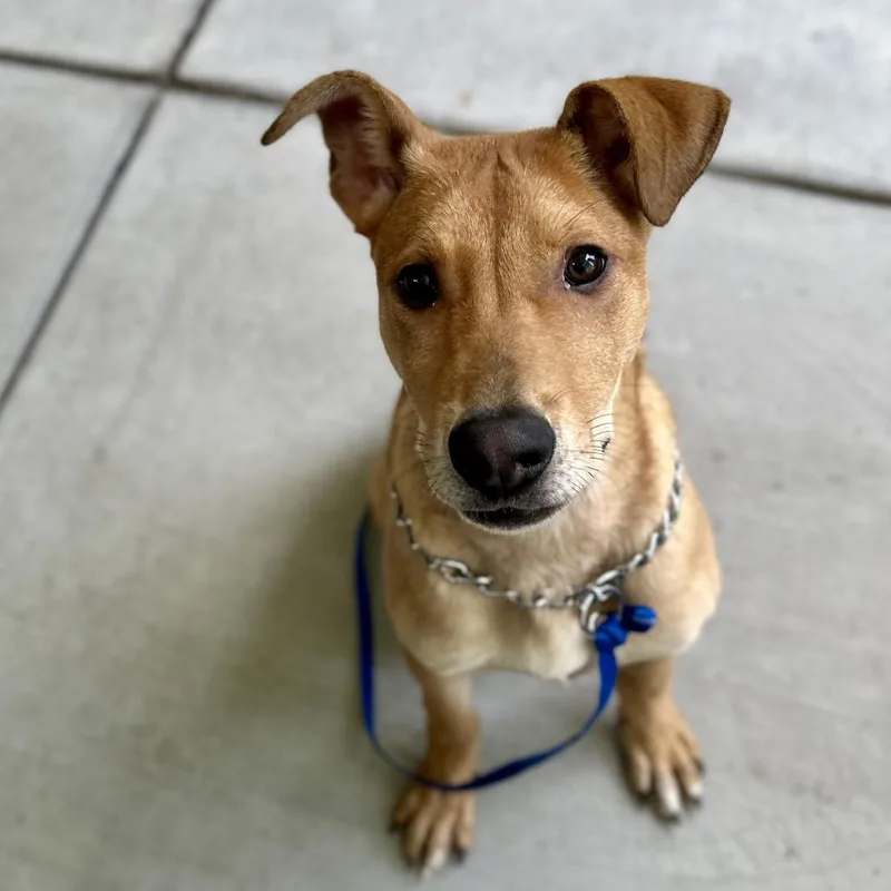 A baby medium-sized male Yellow / Tan / Blond / Fawn Shepherd dog named Bobby ECAS for adoption in Pleasanton, CA
