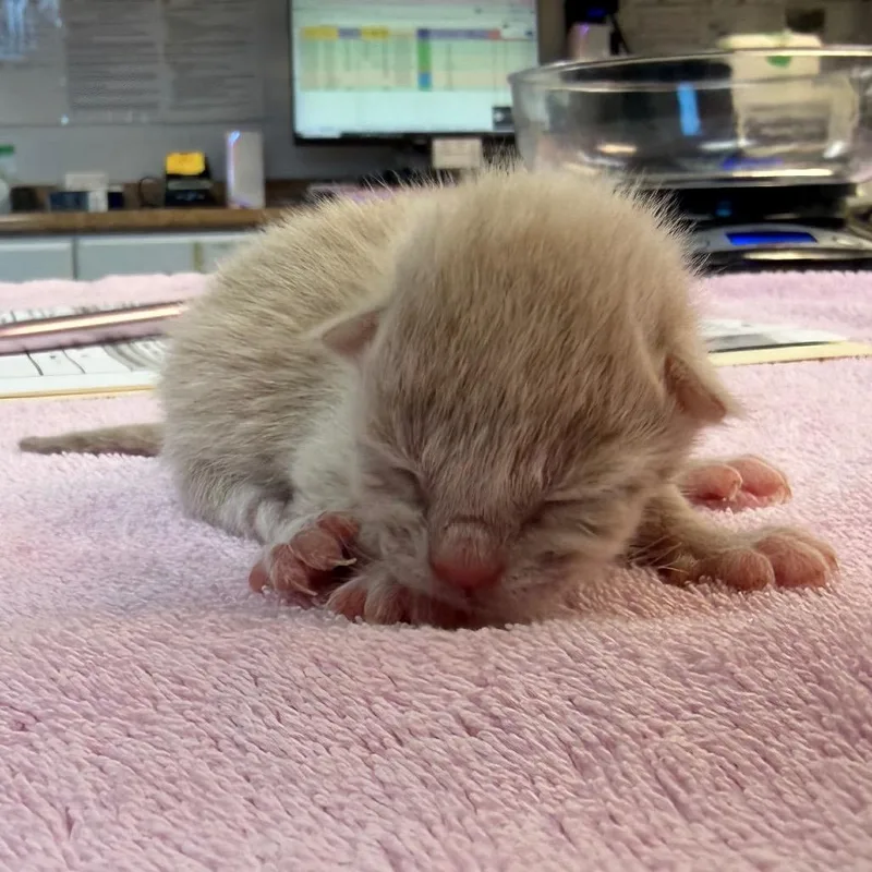 A baby small-sized female Buff / Tan / Fawn Domestic Short Hair cat named Fanta Soda for adoption in Austin, TX