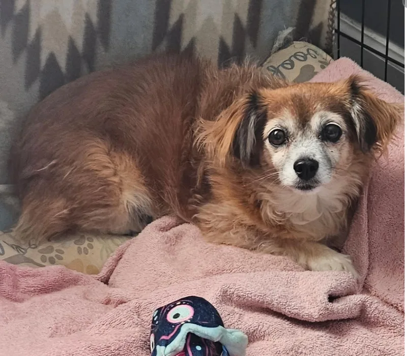 An adult small-sized female Chihuahua dog named Ginger for adoption in Centerville, GA