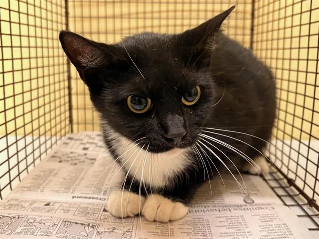 A young small-sized female Domestic Short Hair cat named Betsy for adoption in Tustin, CA