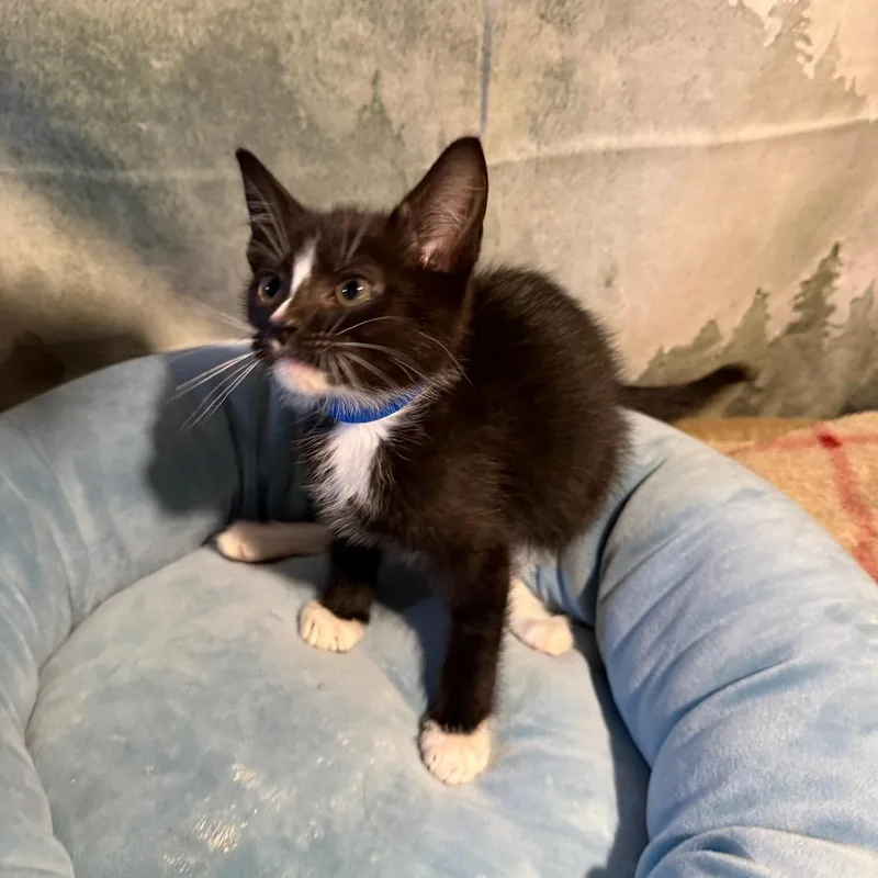 A baby small-sized male Black Domestic Short Hair cat named Texas for adoption in Buffalo, MN