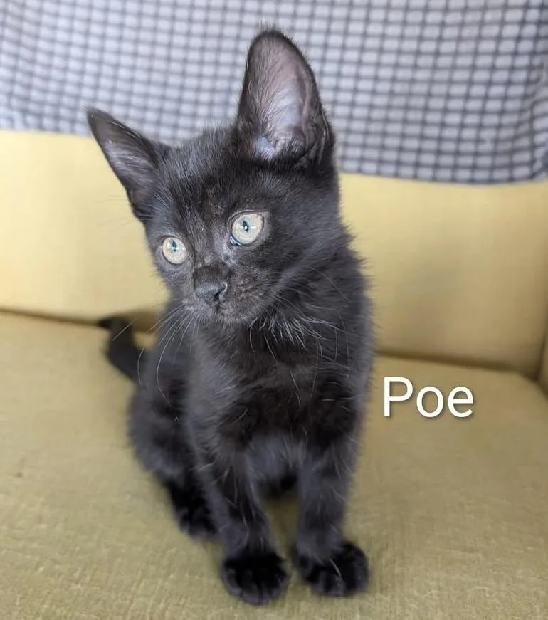 A baby medium-sized male Black Domestic Short Hair cat named Poe for adoption in Southern Pines, NC