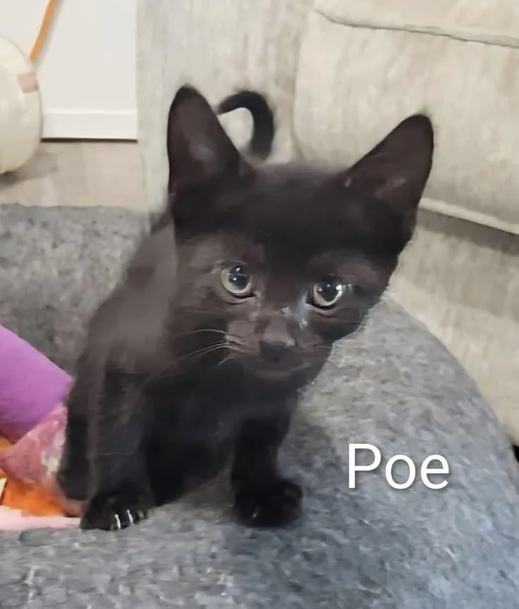 Poe thumbnail 2