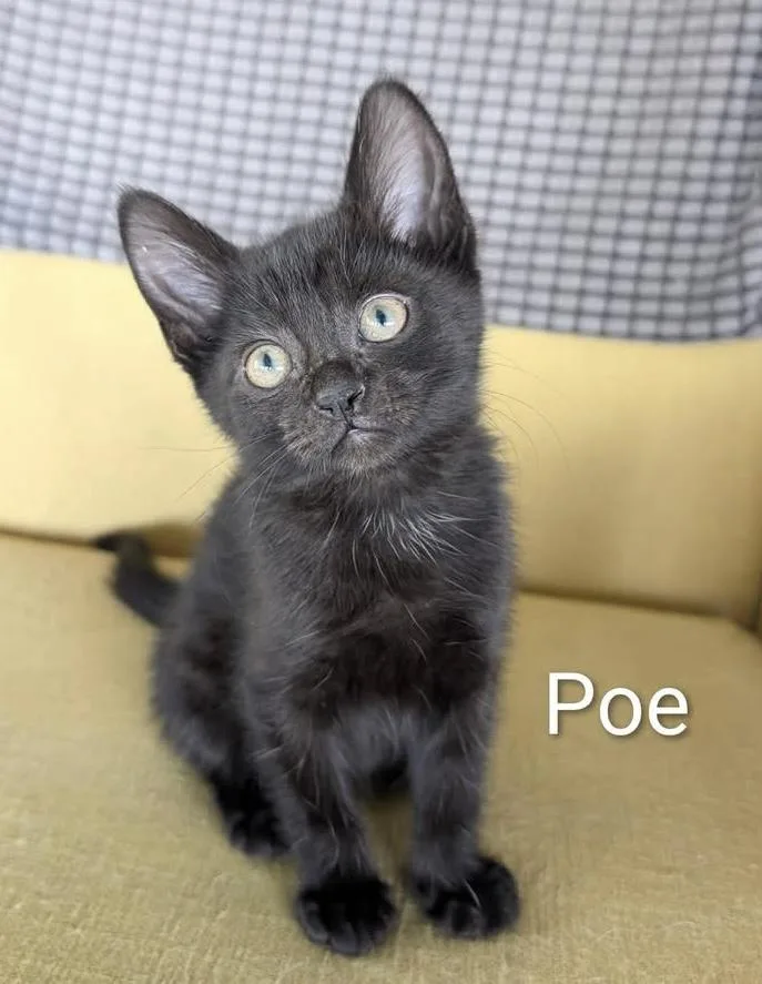 Poe thumbnail 3