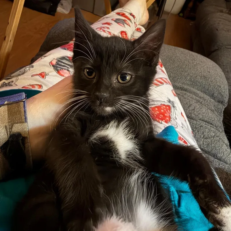 A baby small-sized female Black Domestic Short Hair cat named Jolie Willingham for adoption in Woodstock, VA