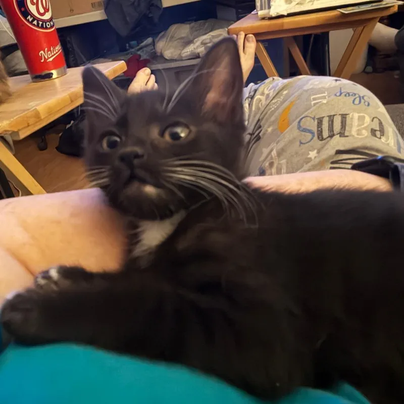 Jolie Willingham thumbnail 3