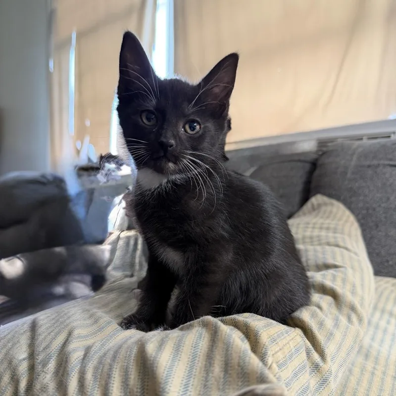 Jolie Willingham thumbnail 4