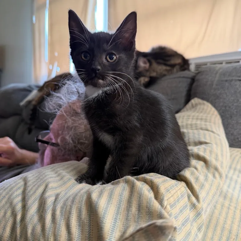 Jolie Willingham thumbnail 5