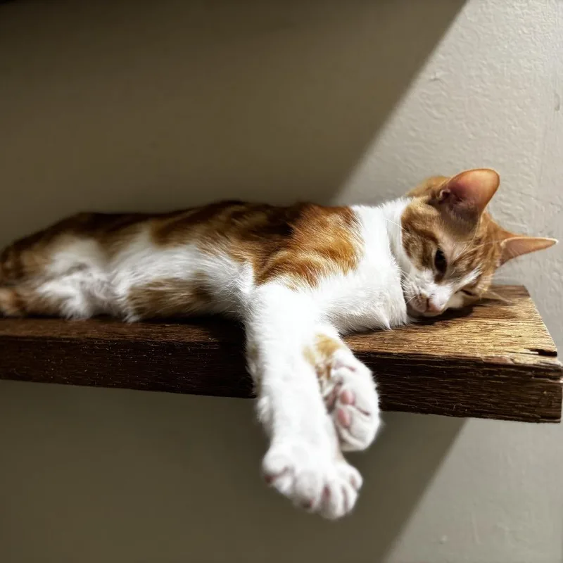 A young small-sized male Orange / Red Domestic Short Hair cat named Chester for adoption in Spring Hill, KS