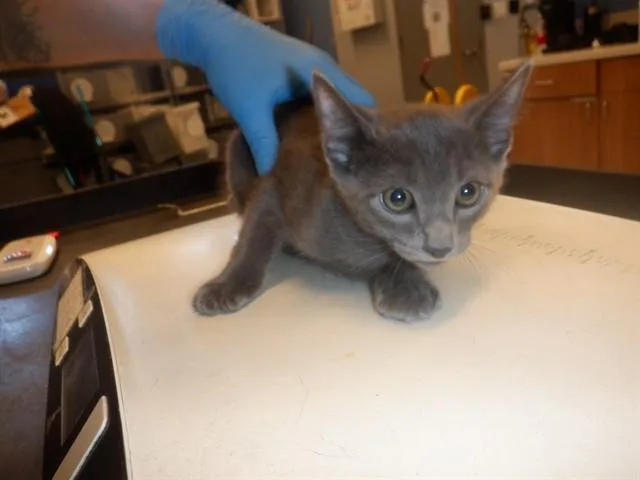A baby small-sized male Domestic Medium Hair cat named Ryan for adoption in San Jose, CA