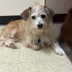 An adult small-sized female Apricot / Beige Terrier dog named Angel for adoption in Plainfield, IL