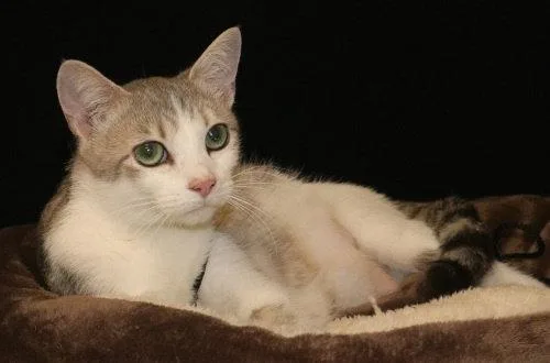 A young medium-sized female Domestic Short Hair cat named Dolly for adoption in Oak Ridge, TN