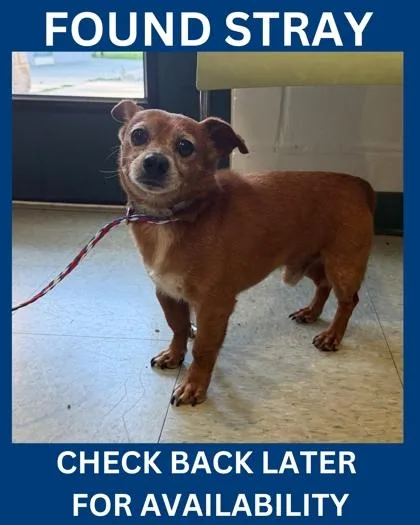 An adult small-sized male Chihuahua dog named Jambo for adoption in Hamilton, NJ