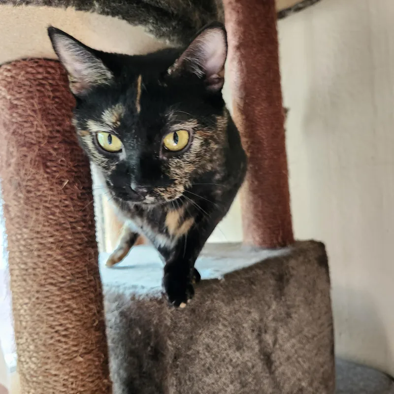 Dutchess Jul thumbnail 3