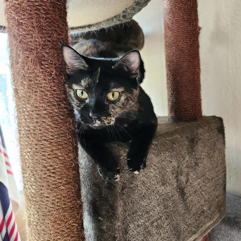 Dutchess Jul thumbnail 4