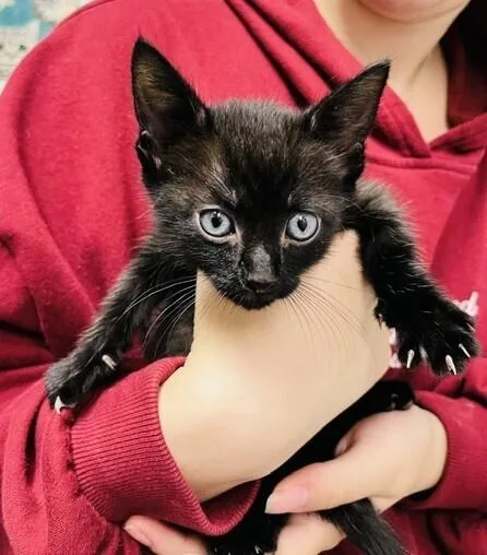 A baby small-sized male Domestic Short Hair cat named Astro for adoption in Bowie, MD