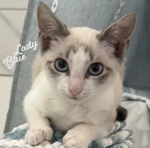 Lady Blue lovingprincess
