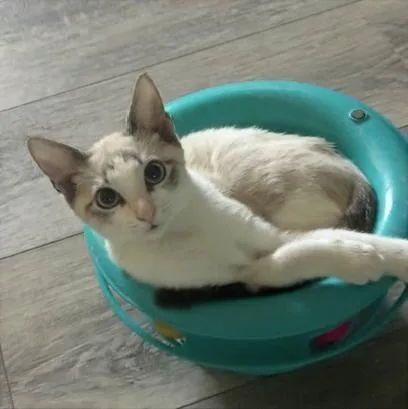 Lady Blue lovingprincess thumbnail 2