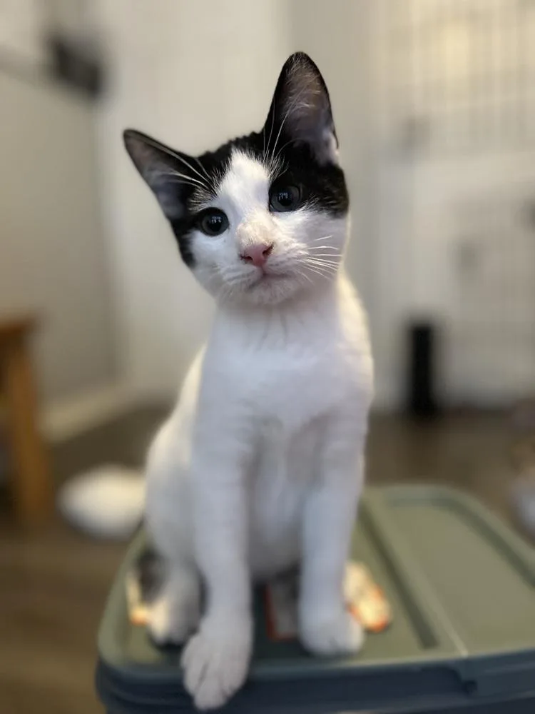 Saturday thumbnail 3