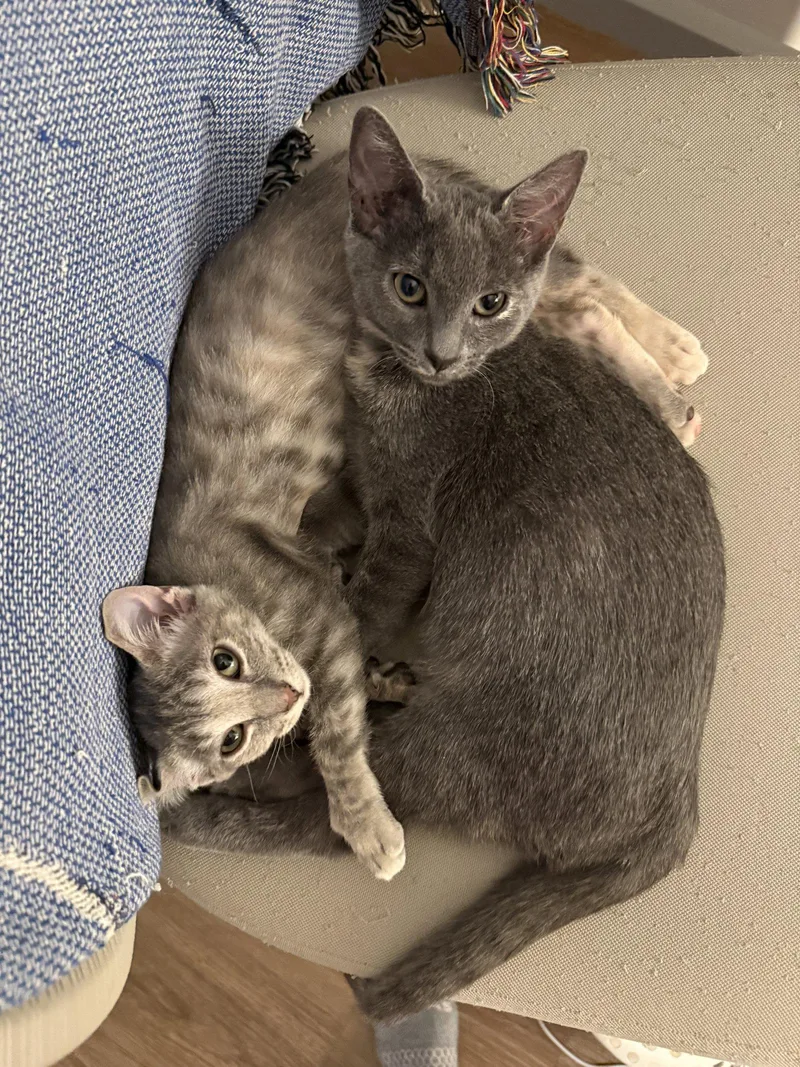A young medium-sized female Domestic Short Hair cat named Kissa for adoption in Chandler, AZ