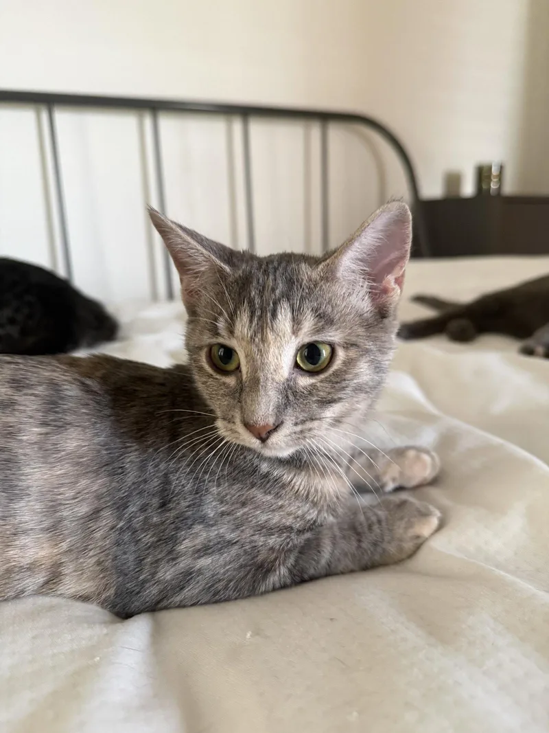 Kissa thumbnail 2