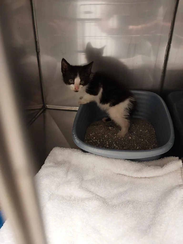 A baby medium-sized male American Shorthair cat named Rev for adoption in Mocksville, NC