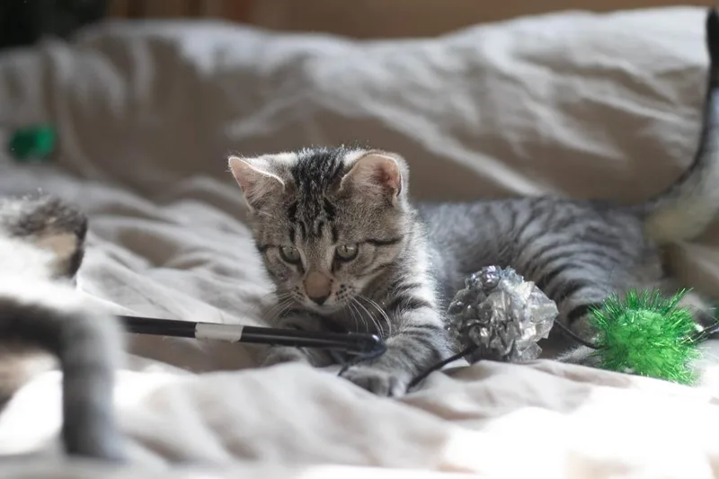 A baby medium-sized male Domestic Short Hair cat named Pinecone for adoption in Pomona, NY