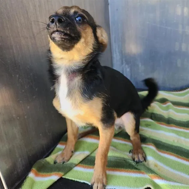 A baby small-sized male Chihuahua dog named Jonesy for adoption in San Antonio, TX