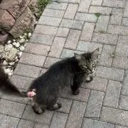 Milo
