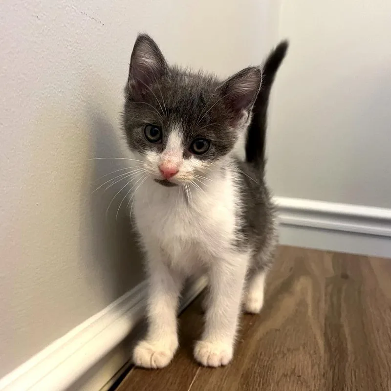 A baby small-sized male Gray / Blue / Silver Domestic Short Hair cat named Oolong for adoption in Brownsboro, AL
