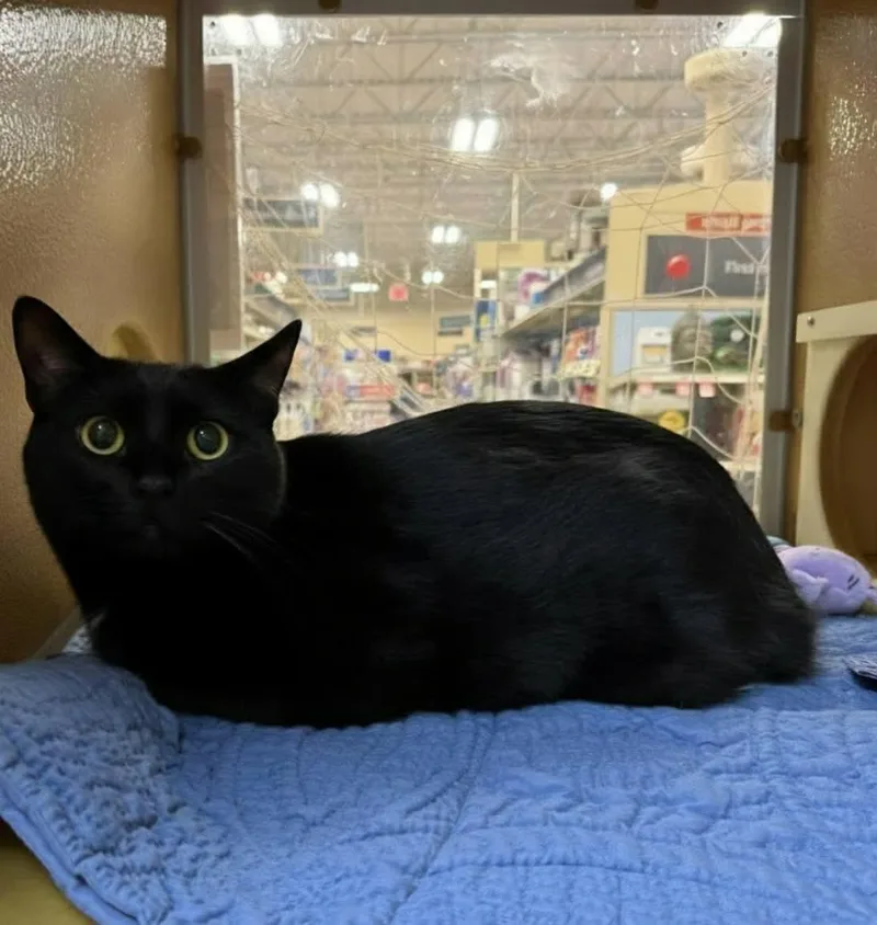An adult extra large-sized male Black Domestic Short Hair cat named Pyrite for adoption in Warr Acres, OK