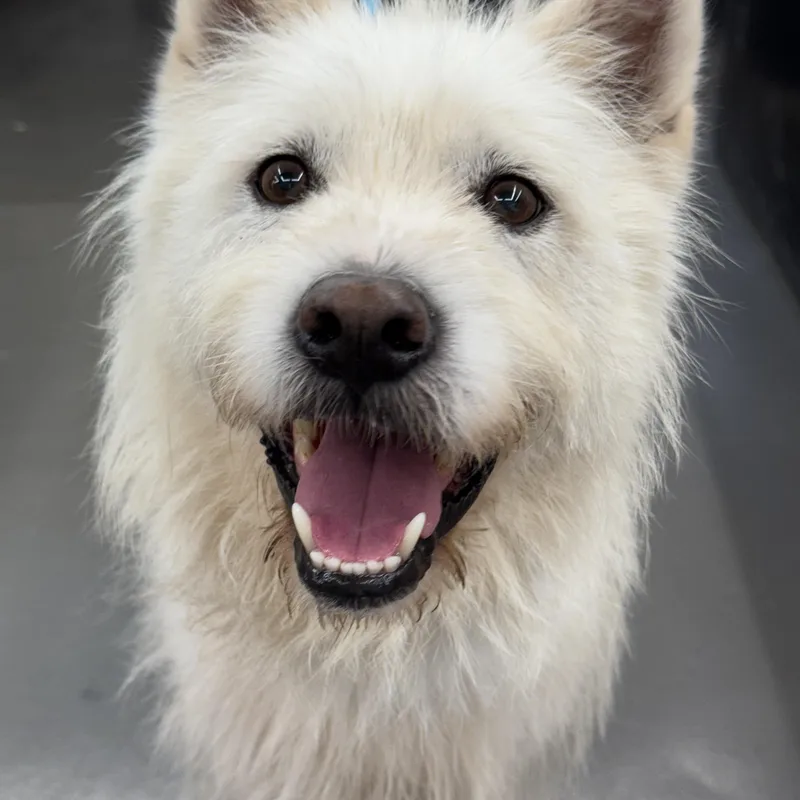 An adult medium-sized male Terrier dog named Buscuit for adoption in Duluth, GA