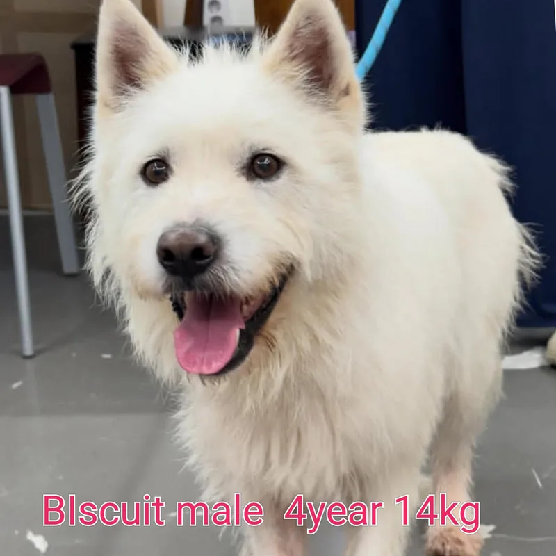 Buscuit thumbnail 2