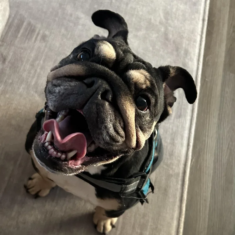 An adult medium-sized female English Bulldog dog named Nubian for adoption in Normal, IL