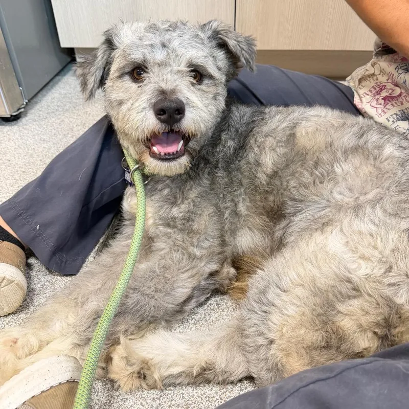 An adult medium-sized male Gray / Blue / Silver Schnauzer dog named Bruno for adoption in Englewood, FL