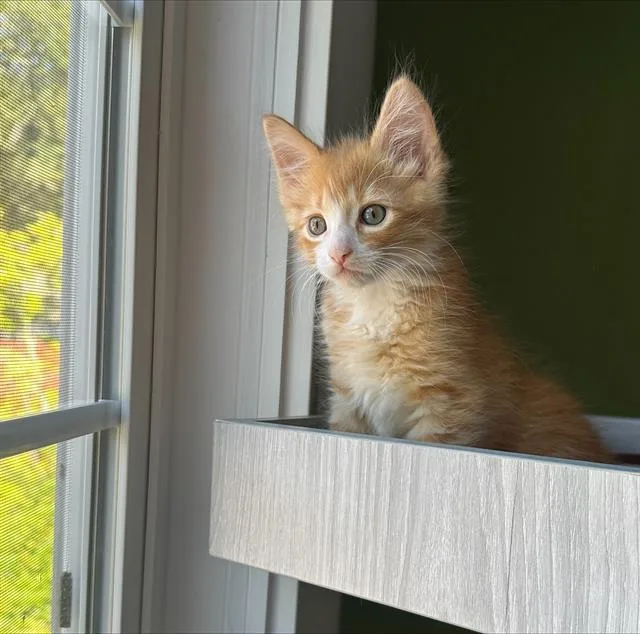 A baby small-sized male Domestic Short Hair cat named Gaston for adoption in Santa Cruz, CA