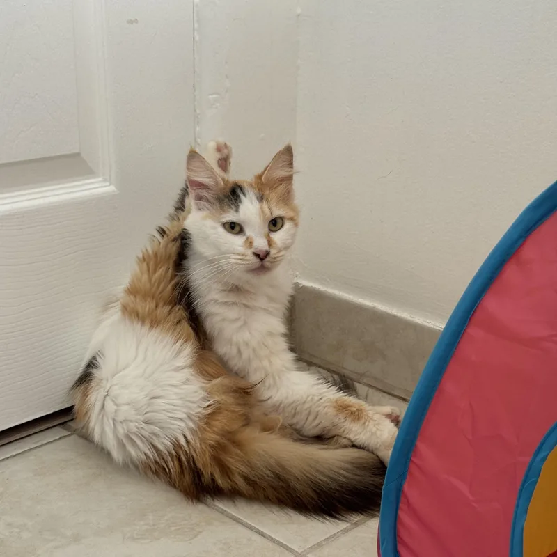 An adult large-sized female Calico Domestic Long Hair cat named Estrella for adoption in Pacific Palisades, CA
