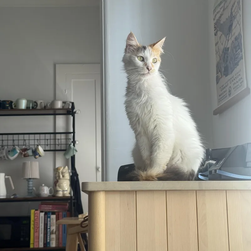 Estrella thumbnail 2