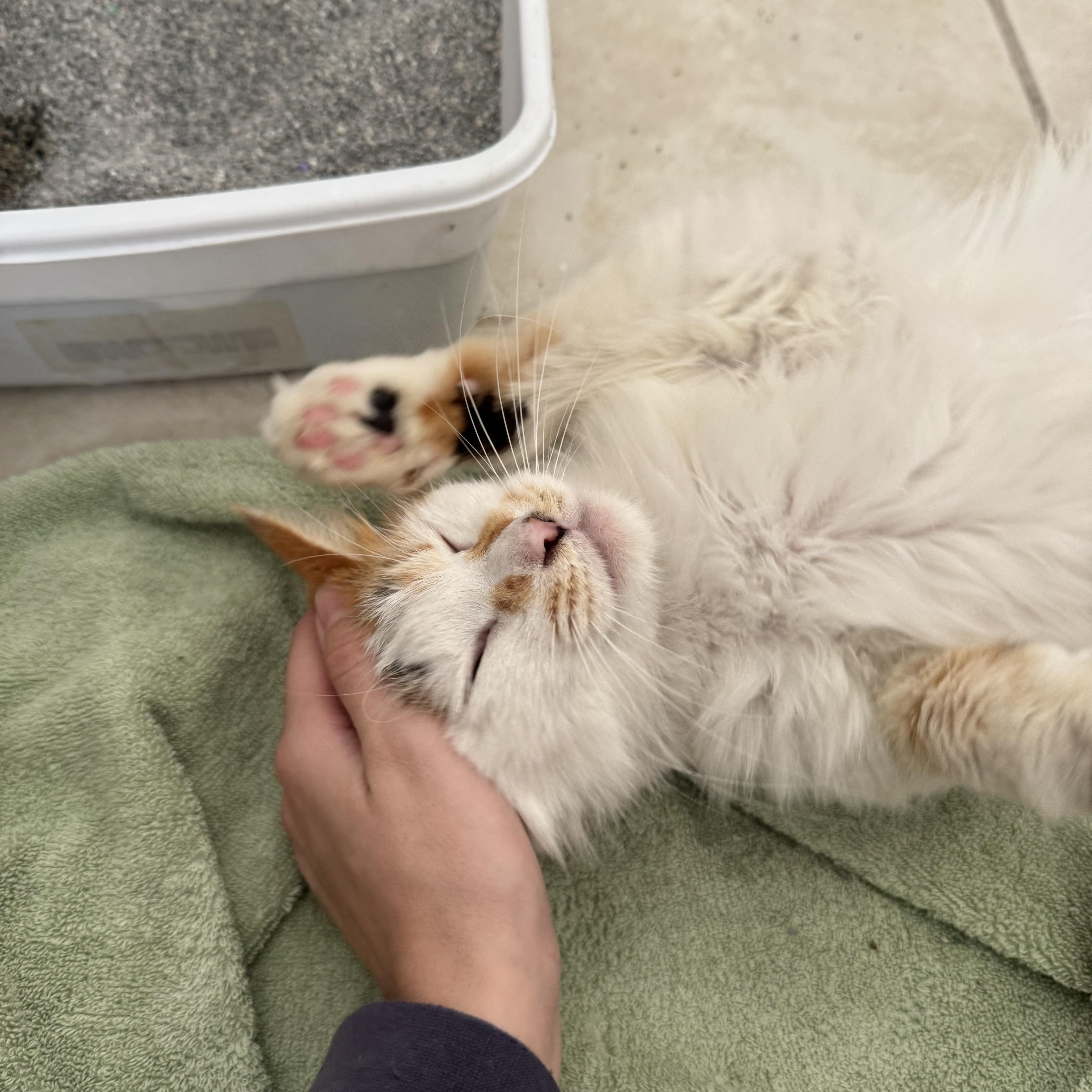 Estrella thumbnail 3