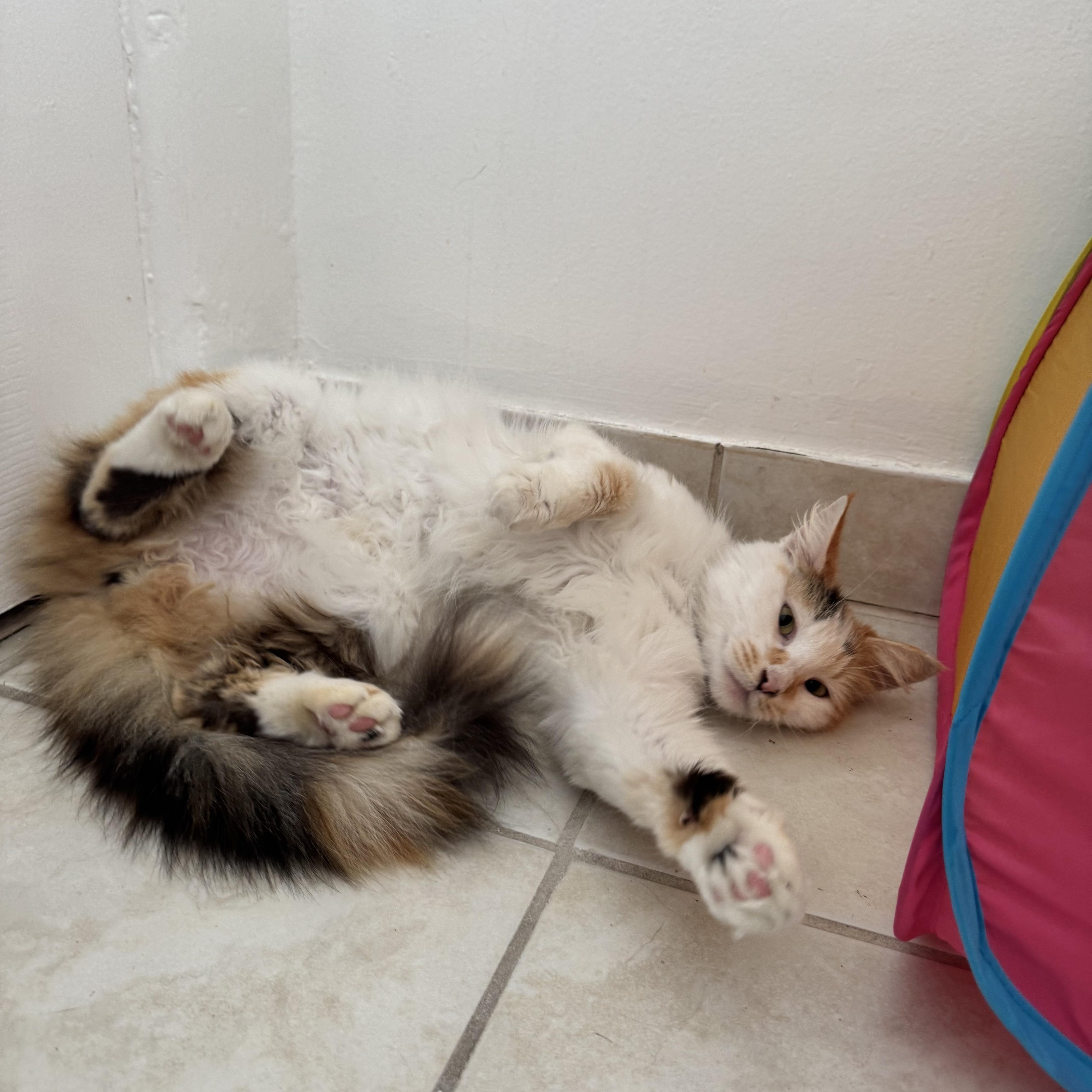 Estrella thumbnail 4