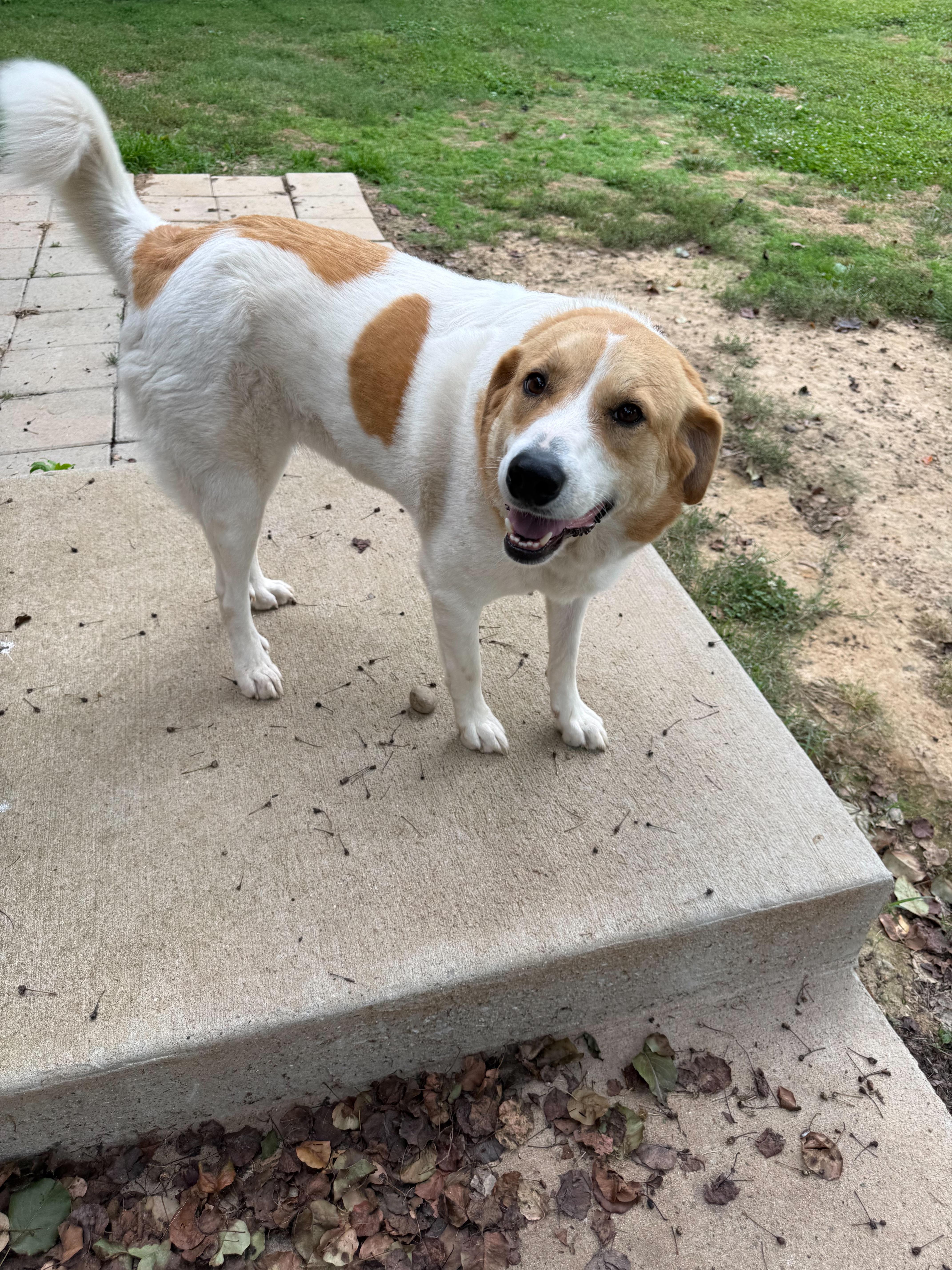 An adult medium-sized female White / Cream Mixed Breed dog named Gemma for adoption in Franklin, TN